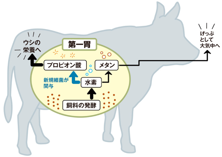 発見された新規細菌