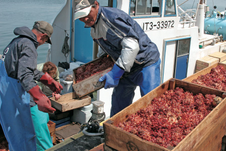 真っ赤な天然ホヤの水揚げ