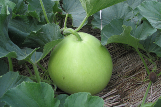 ユウガオの実「ふくべ（瓢）」