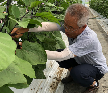 鯖江市伝統野菜等栽培研究会メンバーの農家