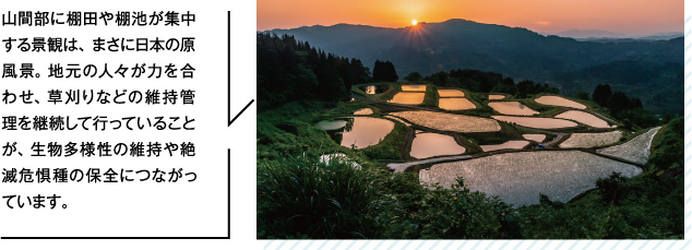 山間部に棚田や棚池が集中する景観は、まさに日本の原風景。地元の人々が力を合わせ、草刈りなどの維持管理を継続して行っていることが、生物多様性の維持や絶滅危惧種の保全につながっています。