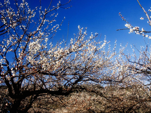 和歌山県：みなべ・田辺の梅システム