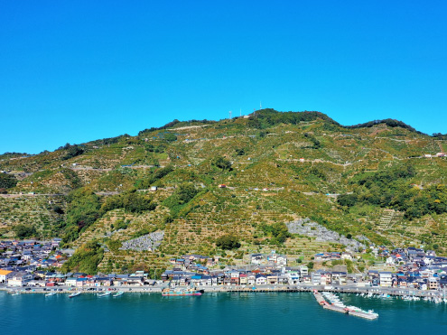 愛媛県：愛媛・南予の柑橘農業システム
