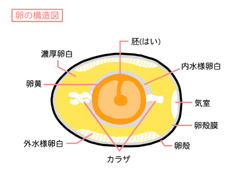 たまご