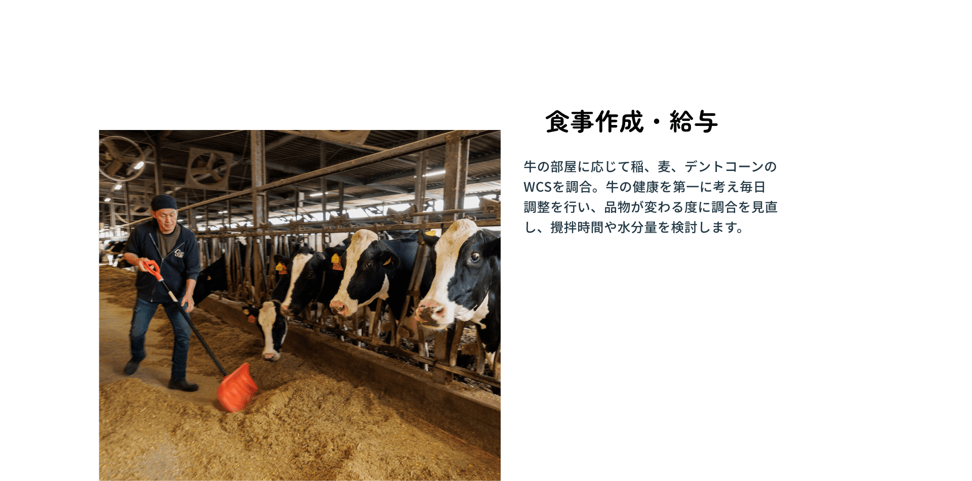 食事作成・給与:牛の部屋に応じて稲、麦、デントコーンのWCSを調合。牛の健康を第一に考え毎日調整を行い、品物が変わる度に調合を見直し、攪拌時間や水分量を検討します。