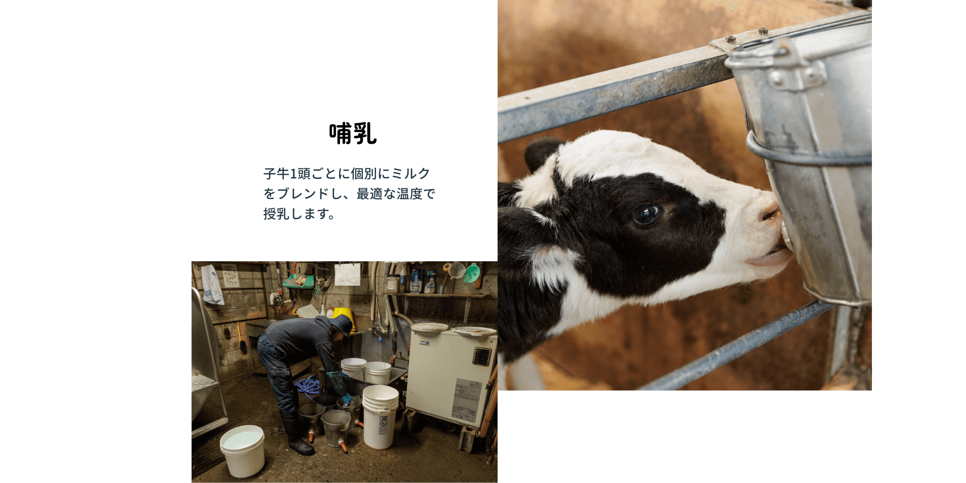 哺乳:子牛1頭ごとに個別にミルクをブレンドし、最適な温度で授乳します。