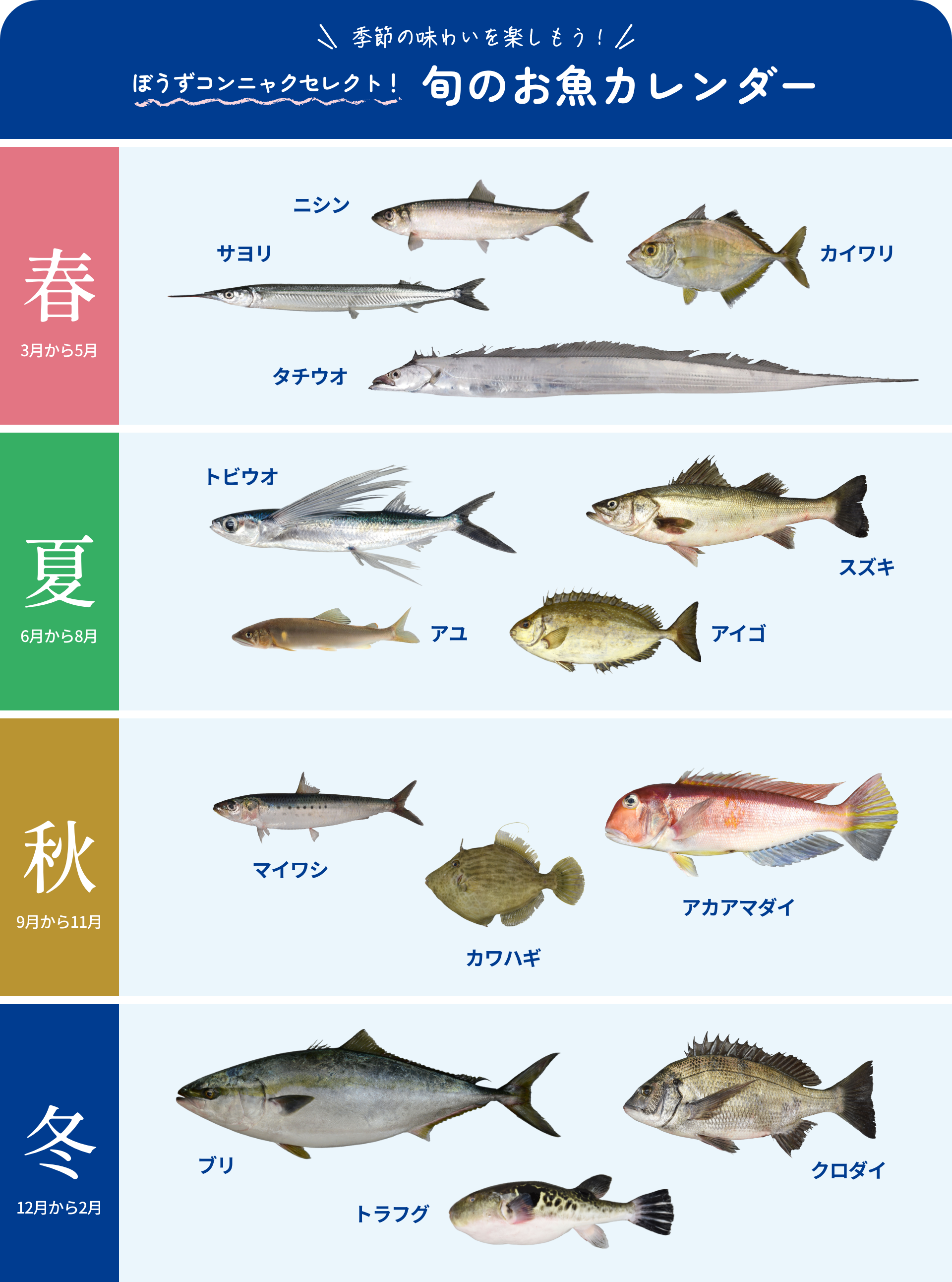 季節の味わいを楽しもう!ぼうずコンニャクセレクト!旬のお魚カレンダー 春:3月から5月 ニシン・サヨリ・タチウオ・カイワリ/夏:6月から8月 トビウオ・スズキ・アユ・アイゴ/秋:9月から11月 マイワシ・カワハギ・アカアマダイ/冬:12月から2月 ブリ・トラフグ・クロダイ