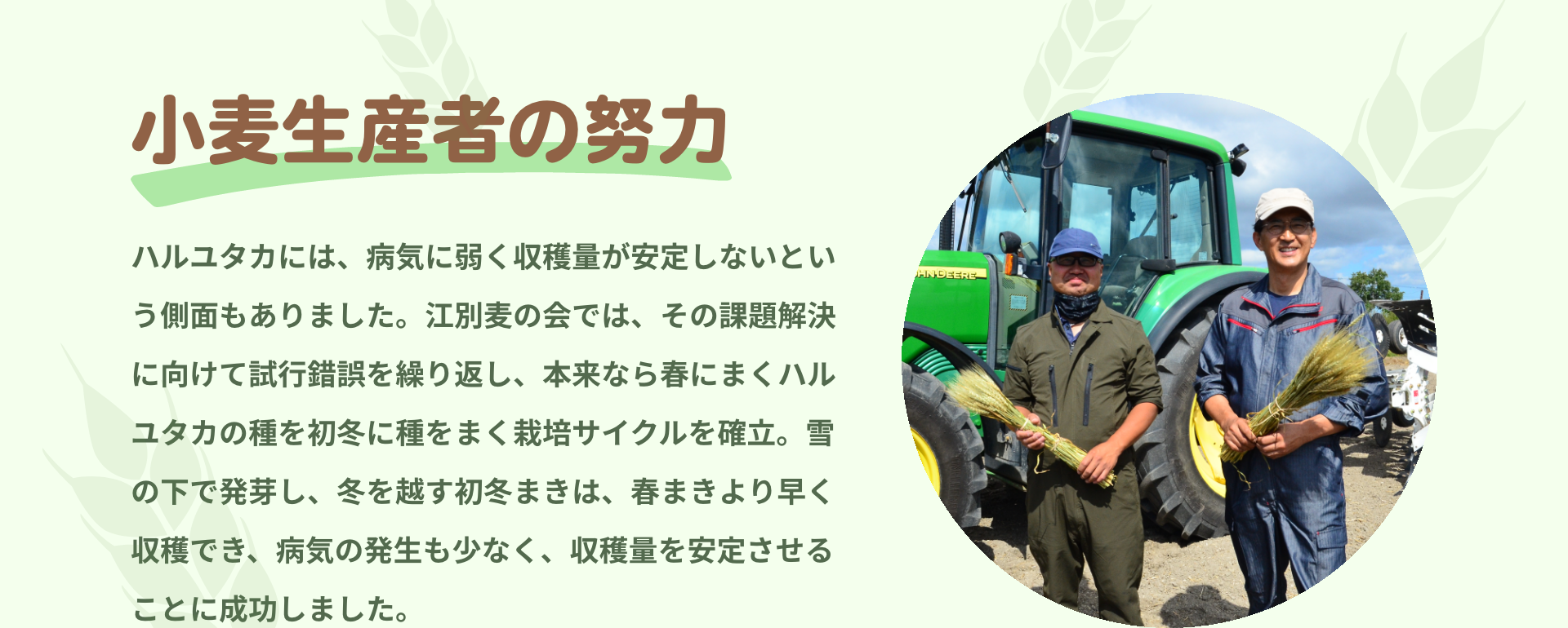 小麦生産者の努力｜ハルユタカには、病気に弱く収穫量が安定しないという側面もありました。江別麦の会では、その課題解決に向けて試行錯誤を繰り返し、本来なら春にまくハルユタカの種を初冬に種をまく栽培サイクルを確立。雪の下で発芽し、冬を越す初冬まきは、春まきより早く収穫でき、病気の発生も少なく、収穫量を安定させることに成功しました。