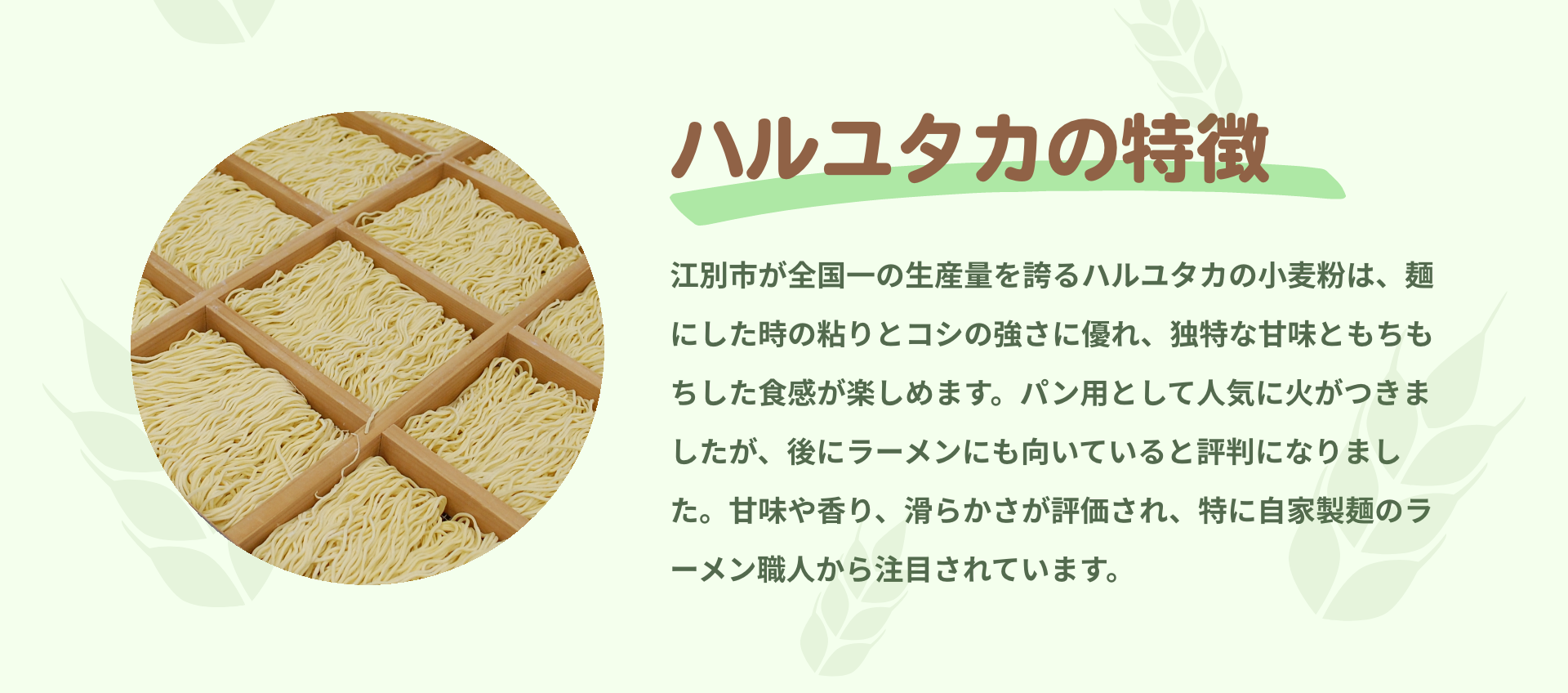 ハルユタカの特徴｜江別市が全国一の生産量を誇るハルユタカの小麦粉は、麺にした時の粘りとコシの強さに優れ、独特な甘味ともちもちした食感が楽しめます。パン用として人気に火がつきましたが、後にラーメンにも向いていると評判になりました。甘味や香り、滑らかさが評価され、特に自家製麺のラーメン職人から注目されています。