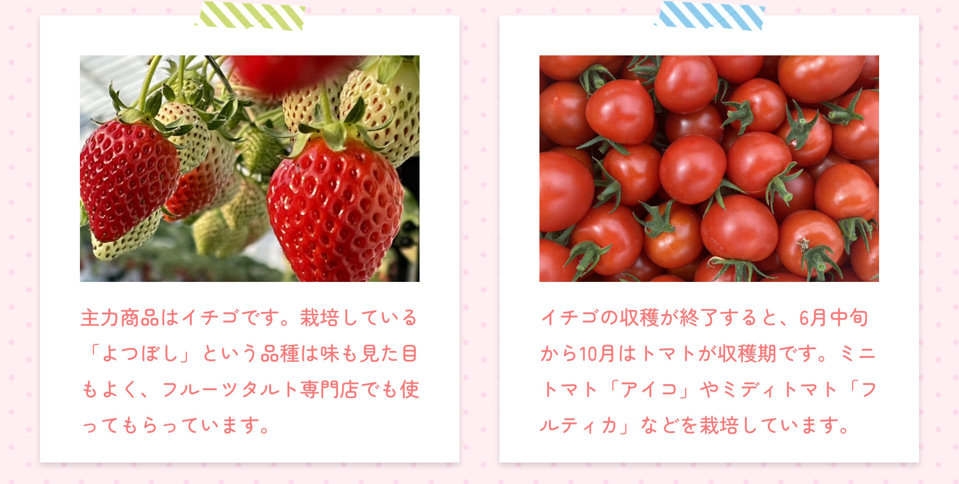 主力商品はイチゴです。栽培している「よつぼし」という品種は味も見た目もよく、フルーツタルト専門店でも使ってもらっています。 イチゴの収穫が終了すると、6月中旬から10月はトマトが収穫期です。ミニトマト「アイコ」やミディトマト「フルティカ」などを栽培しています。