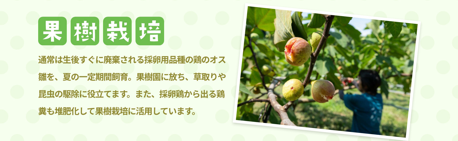 果樹栽培 通常は生後すぐに廃棄される採卵用品種の鶏のオス雛を、夏の一定期間飼育。果樹園に放ち、草取りや昆虫の駆除に役立てます。また、採卵鶏から出る鶏糞も堆肥化して果樹栽培に活用しています。