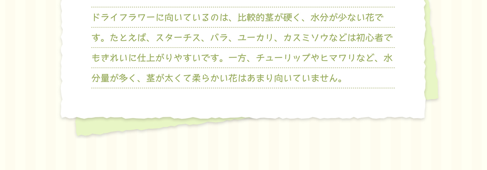 ドライフラワーに向いているのは、比較的茎が硬く、水分が少ない花です。たとえば、スターチス、バラ、ユーカリ、カスミソウなどは初心者でもきれいに仕上がりやすいです。一方、チューリップやヒマワリなど、水分量が多く、茎が太くて柔らかい花はあまり向いていません。