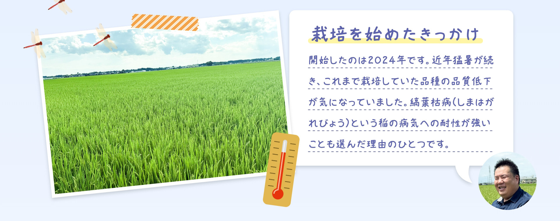 栽培を始めたきっかけ 開始したのは2024年です。近年猛暑が続き、これまで栽培していた品種の品質低下が気になっていました。縞葉枯病(しまはがれびょう)という稲の病気への耐性が強いことも選んだ理由のひとつです。