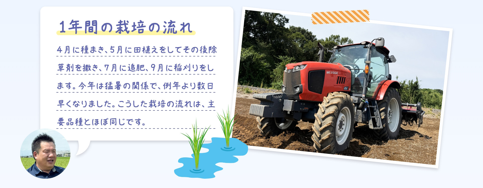 1年間の栽培の流れ 4月に種まき、5月に田植えをしてその後除草剤を撒き、7月に追肥、9月に稲刈りをします。今年は猛暑の関係で、例年より数日早くなりました。こうした栽培の流れは、主要品種とほぼ同じです。