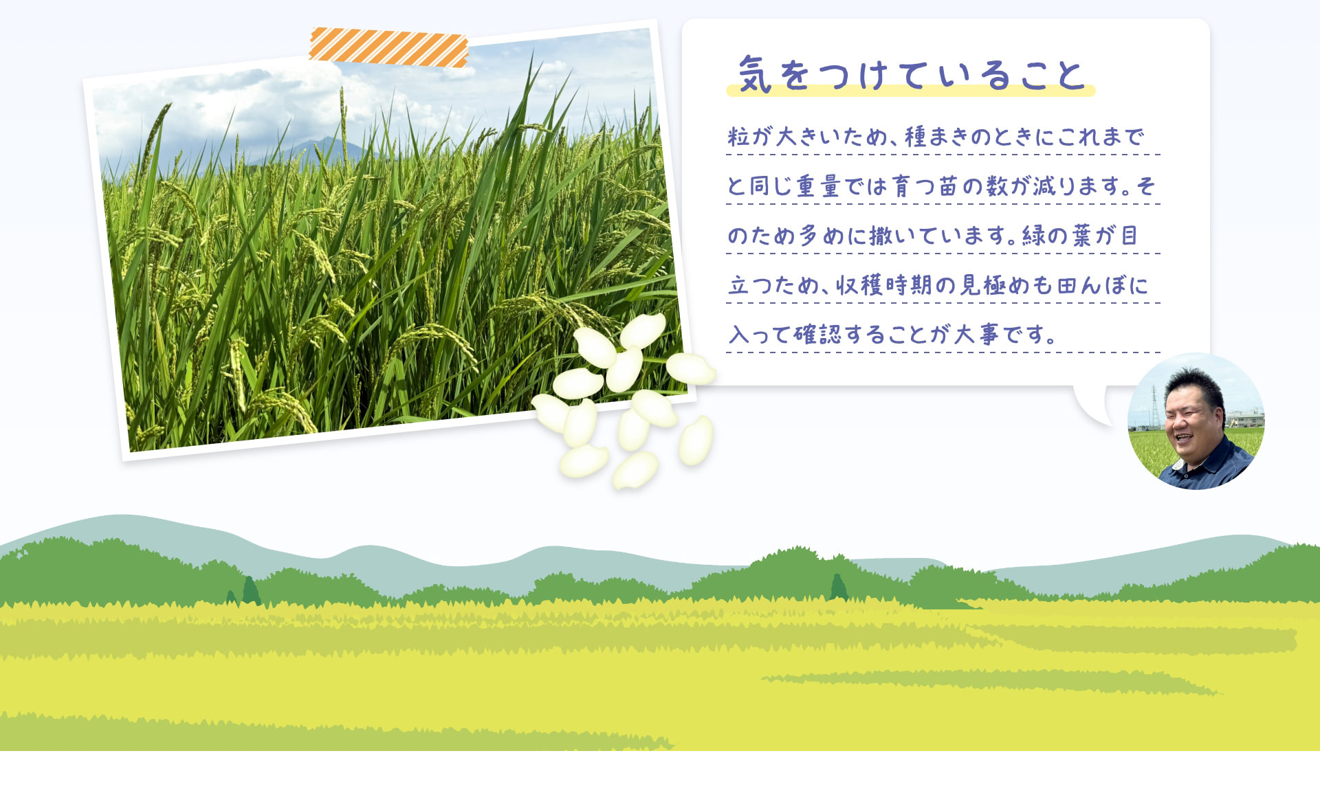 気をつけていること 粒が大きいため、種まきのときにこれまでと同じ重量では育つ苗の数が減ります。そのため多めに撒いています。緑の葉が目立つため、収穫時期の見極めも田んぼに入って確認することが大事です。