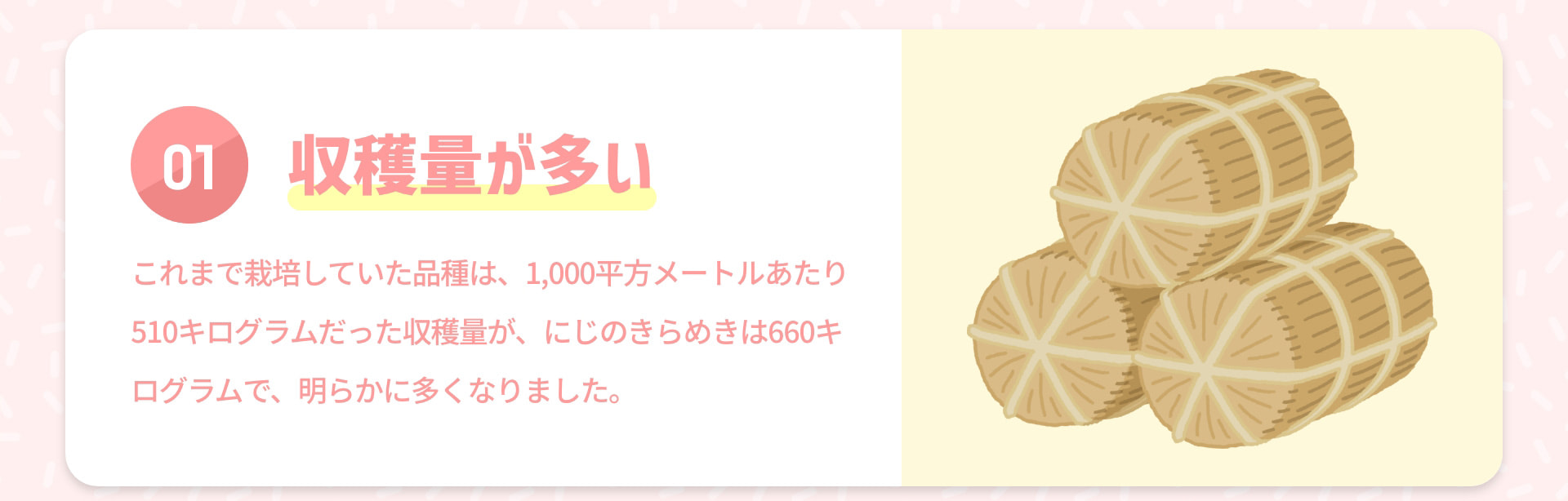 01 収穫量が多い これまで栽培していた品種は、100平方メートルあたり510キログラムだった収穫量が、にじのきらめきは660キログラムで、明らかに多くなりました。
