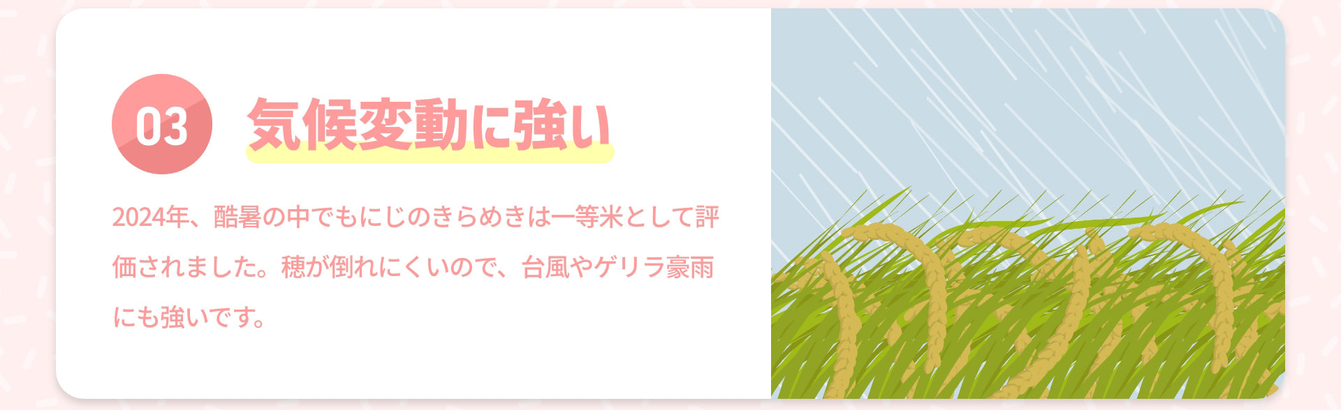 03 気候変動に強い 2024年、酷暑の中でもにじのきらめきは一等米として評価されました。穂が倒れにくいので、台風やゲリラ豪雨にも強いです。