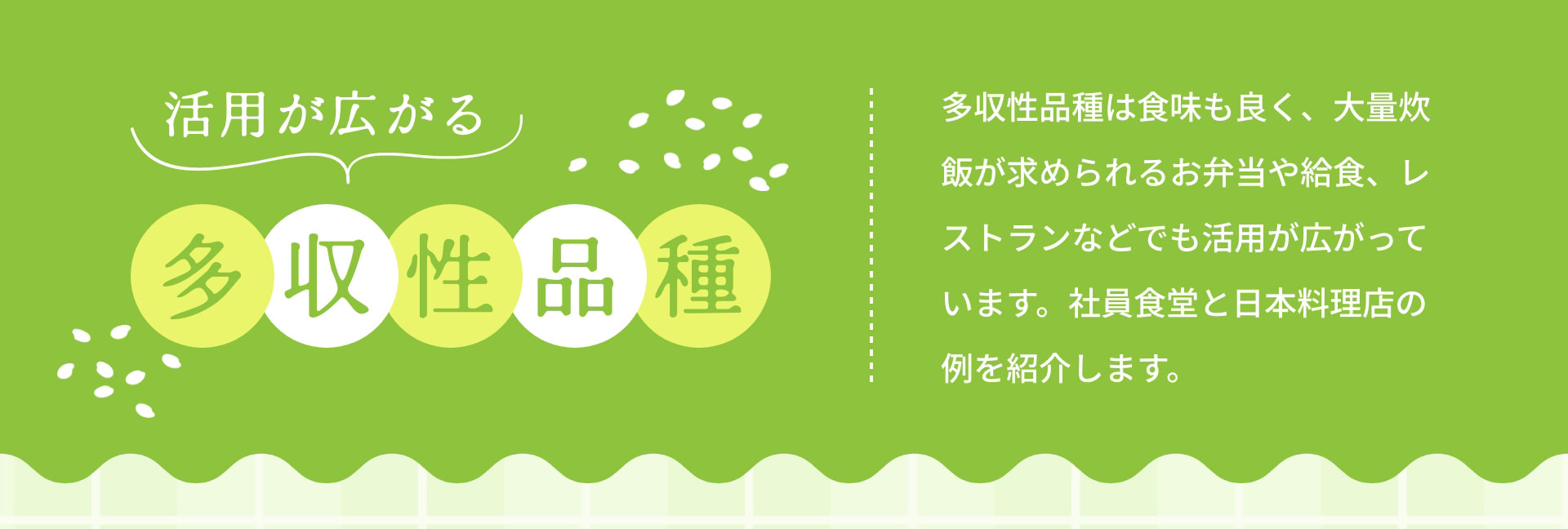 活用が広がる多収性品種 多収性品種は食味も良く、大量炊飯が求められるお弁当や給食、レストランなどでも活用が広がっています。社員食堂と日本料理店の例を紹介します。