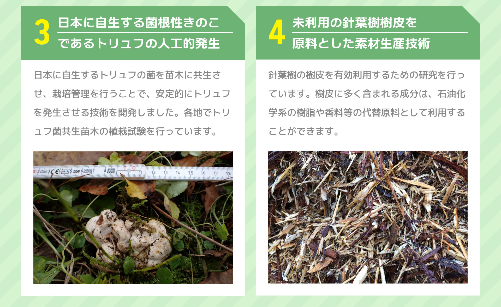 3 日本に自生する菌根性きのこであるトリュフの人工的発生 日本に自生するトリュフの菌を苗木に共生させ、栽培管理を行うことで、安定的にトリュフを発生させる技術を開発しました。各地でトリュフ菌共生苗木の植栽試験を行っています。 4 未利用の針葉樹樹皮を原料とした素材生産技術 針葉樹の樹皮を有効利用するための研究を行っています。樹皮に多く含まれる成分は、石油化学系の樹脂や香料等の代替原料として利用することができます。
