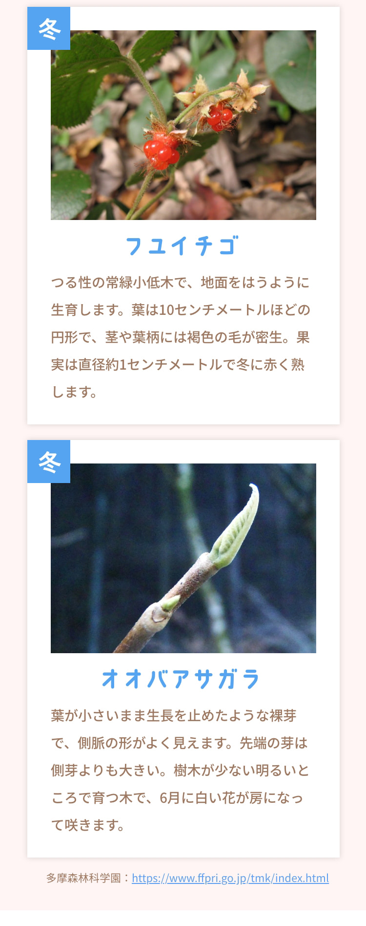 冬 フユイチゴ つる性の常緑小低木で、地面をはうように生育します。葉は10センチメートルほどの円形で、茎や葉柄には褐色の毛が密生。果実は直径約1センチメートルで冬に赤く熟します。 冬 オオバアサガラ 葉が小さいまま生長を止めたような裸芽で、側脈の形がよく見えます。先端の芽は側芽よりも大きい。樹木が少ない明るいところで育つ木で、6月に白い花が房になって咲きます。 多摩森林科学園 : https://www.ffpri.go.jp/tmk/index.html