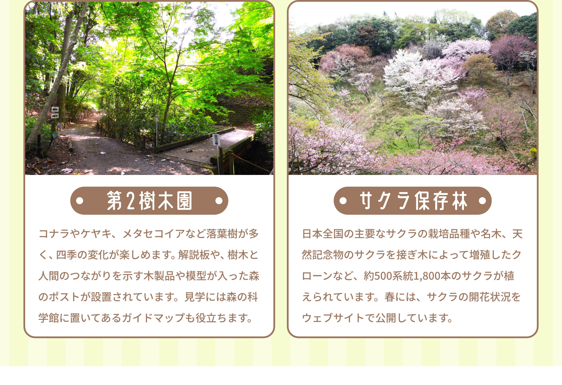 第2樹木園 コナラやケヤキ、メタセコイアなど落葉樹が多く、四季の変化が楽しめます。解説板や、樹木と人間のつながりを示す木製品や模型が入った森のポストが設置されています。見学には森の科学館に置いてあるガイドマップも役立ちます。 サクラ保存林 日本全国の主要なサクラの栽培品種や名木、天然記念物のサクラを接ぎ木によって増殖したクローンなど、約500系統1,800本のサクラが植えられています。春には、サクラの開花状況をウェブサイトで公開しています。