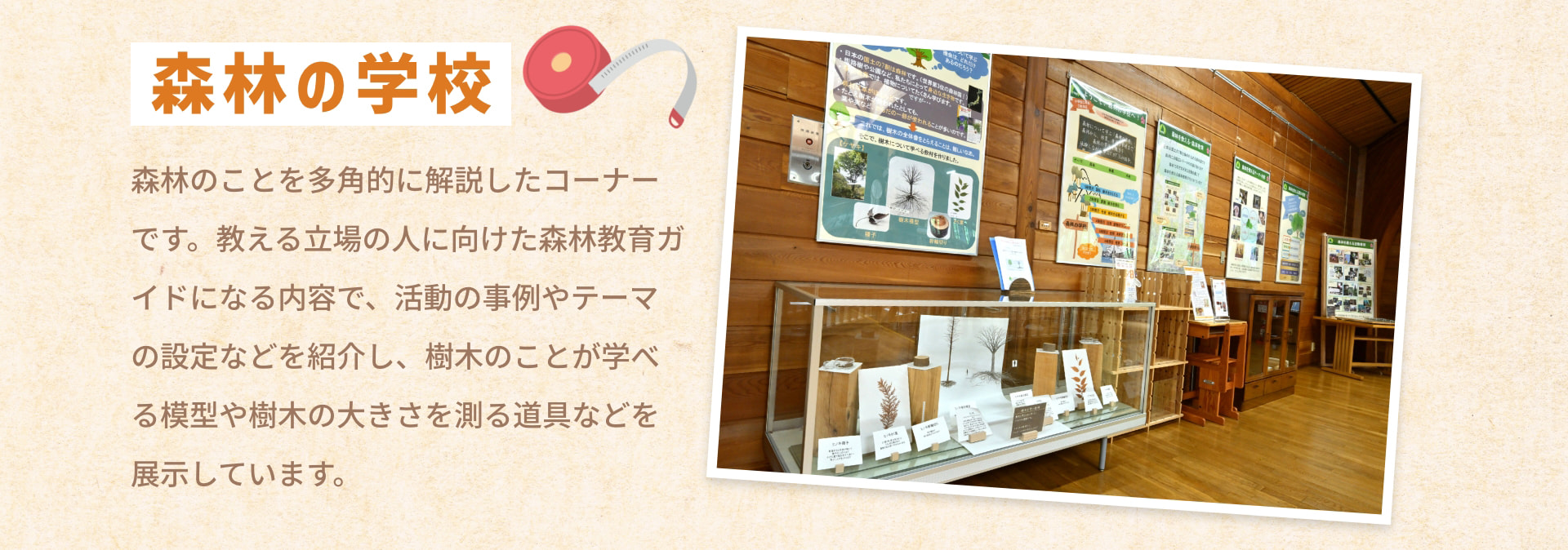 森林の学校 森林のことを多角的に解説したコーナーです。教える立場の人に向けた森林教育ガイドになる内容で、活動の事例やテーマの設定などを紹介し、樹木のことが学べる模型や樹木の大きさを測る道具などを展示しています。