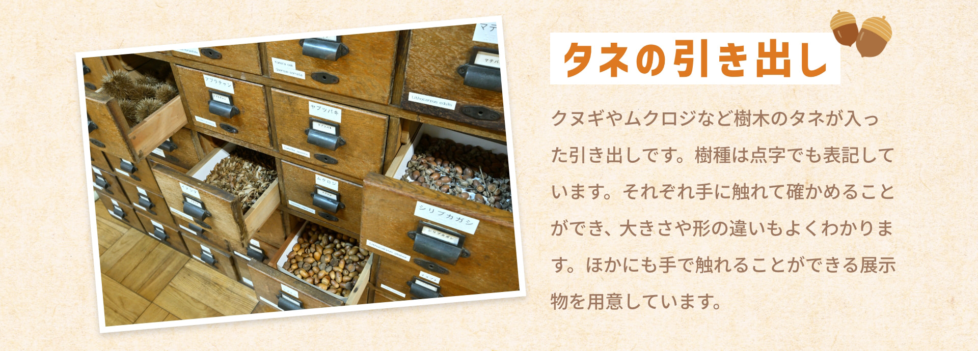 タネの引き出し クヌギやムクロジなど樹木のタネが入った引き出しです。樹種は点字でも表記しています。それぞれ手に触れて確かめることができ、大きさや形の違いもよくわかります。ほかにも手で触れることができる展示物を用意しています。