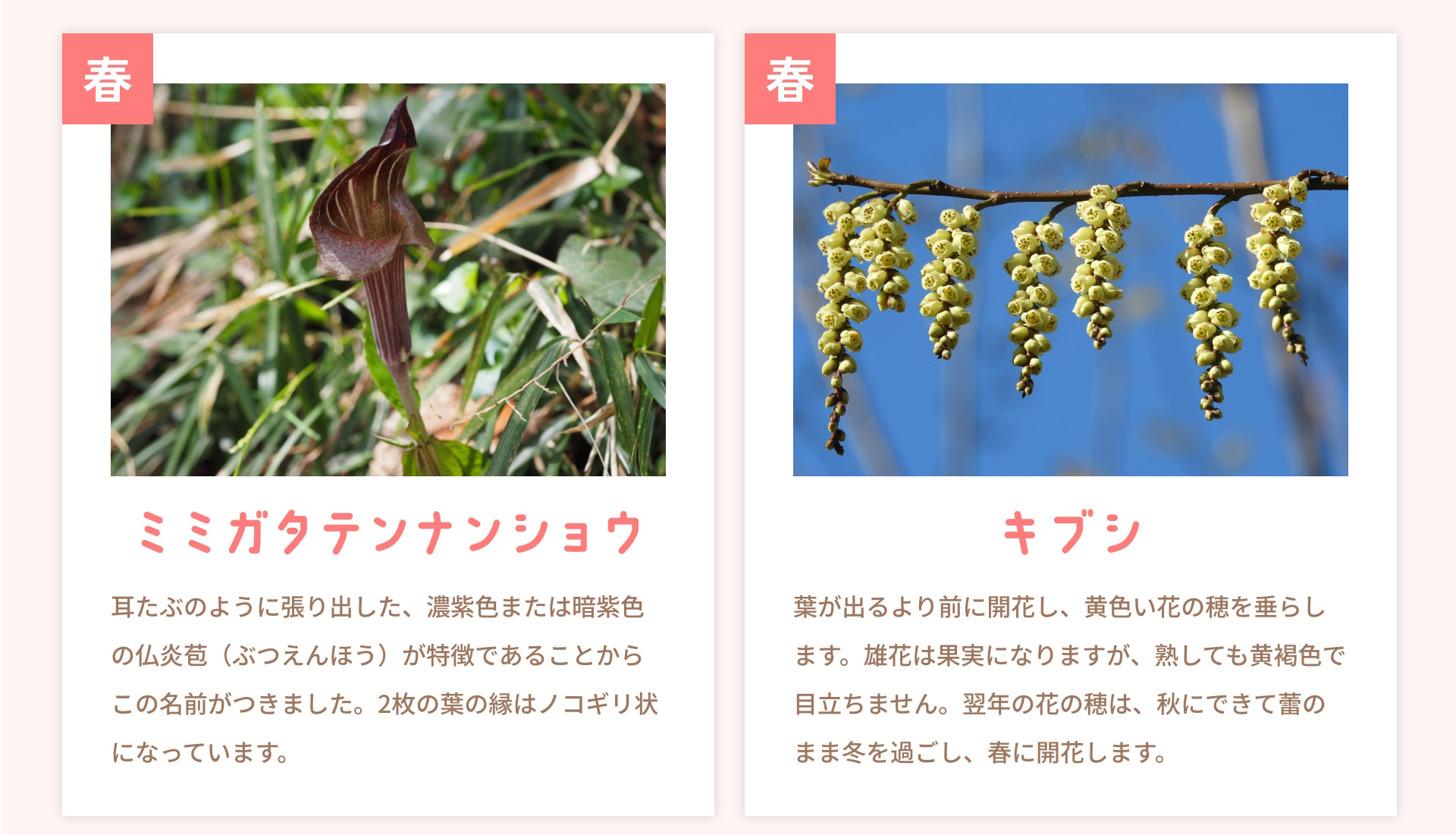 春 ミミガタテンナンショウ 耳たぶのように張り出した、濃紫色または暗紫色の仏炎苞（ぶつえんほう）が特徴であることからこの名前がつきました。2枚の葉の縁はノコギリ状になっています。 春 キブシ 葉が出るより前に開花し、黄色い花の穂を垂らします。雄花は果実になりますが、熟しても黄褐色で目立ちません。翌年の花の穂は、秋にできて蕾のまま冬を過ごし、春に開花します。