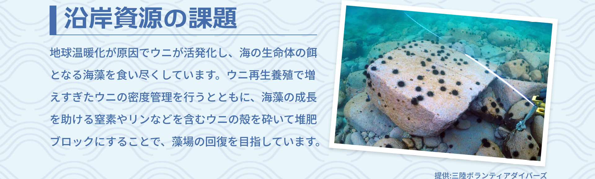 沿岸資源の課題 地球温暖化が原因でウニが活発化し、海の生命体の餌となる海藻を食い尽くしています。ウニ再生養殖で増えすぎたウニの密度管理を行うとともに、海藻の成長を助ける窒素やリンなどを含むウニの殻を砕いて堆肥ブロックにすることで、藻場の回復を目指しています。 提供：三陸ボランティアダイバーズ