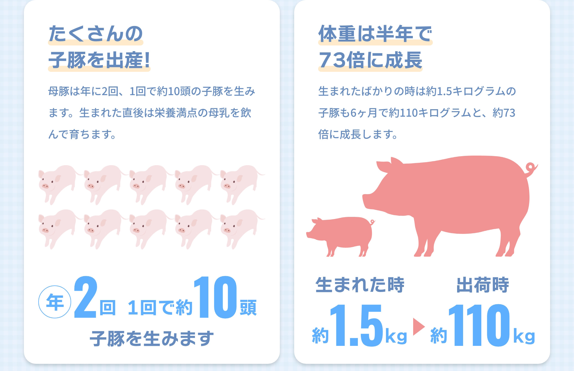 たくさんの子豚を出産！ 母豚は年に2回、1回で約10頭の子豚を生みます。生まれた直後は栄養満点の母乳を飲んで育ちます。 年2回 1回で約 10頭 子豚を生みます 体重は半年で73倍に成長 生まれたばかりの時は約1.5キログラムの子豚も6ヶ月で約110キログラムと、約73倍に成長します。 生まれた時 約1.5kg 出荷時 約110kg