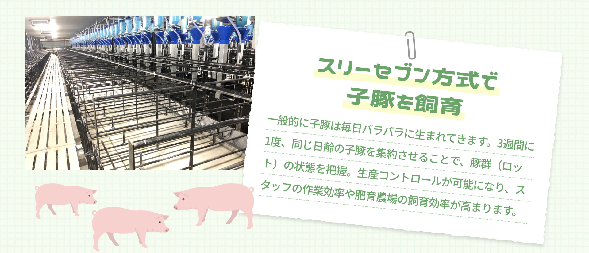 スリーセブン方式で 子豚を飼育 一般的に子豚は毎日バラバラに生まれてきます。3週間に1度、同じ日齢の子豚を集約させることで、豚群（ロット）の状態を把握。生産コントロールが可能になり、スタッフの作業効率や肥育農場の飼育効率が高まります。