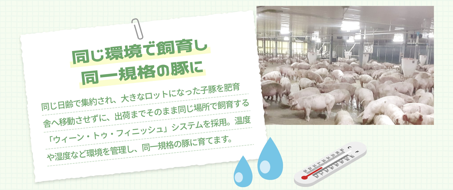 同じ環境で飼育し 同一規格の豚に 同じ日齢で集約され、大きなロットになった子豚を肥育舎へ移動させずに、出荷までそのまま同じ場所で飼育する「ウィーン・トゥ・フィニッシュ」システムを採用。温度や湿度など環境を管理し、同一規格の豚に育てます。