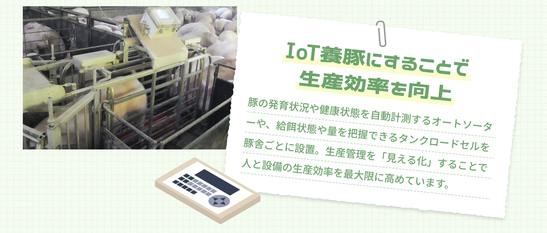 IoT養豚にすることで 生産効率を向上 豚の発育状況や健康状態を自動計測するオートソーターや、給餌状態や量を把握できるタンクロードセルを豚舎ごとに設置。生産管理を「見える化」することで人と設備の生産効率を最大限に高めています。