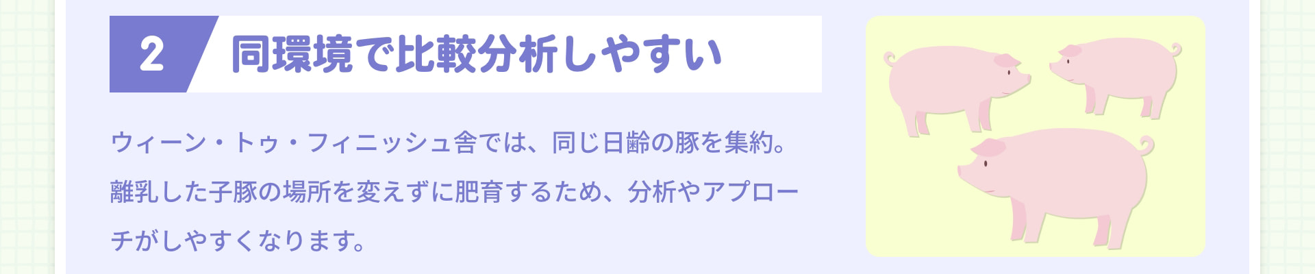 2 同環境で比較分析しやすい ウィーン・トゥ・フィニッシュ舎では、同じ日齢の豚を集約。離乳した子豚の場所を変えずに肥育するため、分析やアプローチがしやすくなります。