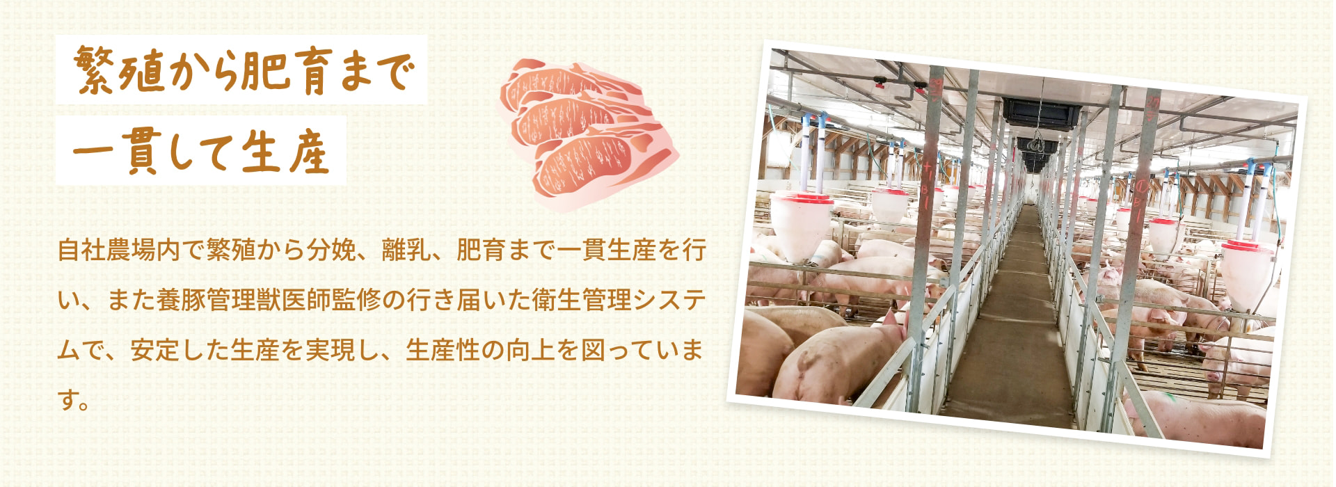 繁殖から肥育まで 一貫して生産 自社農場内で繁殖から分娩、離乳、肥育まで一貫生産を行い、また養豚管理獣医師監修の行き届いた衛生管理システムで、安定した生産を実現し、生産性の向上を図っています。