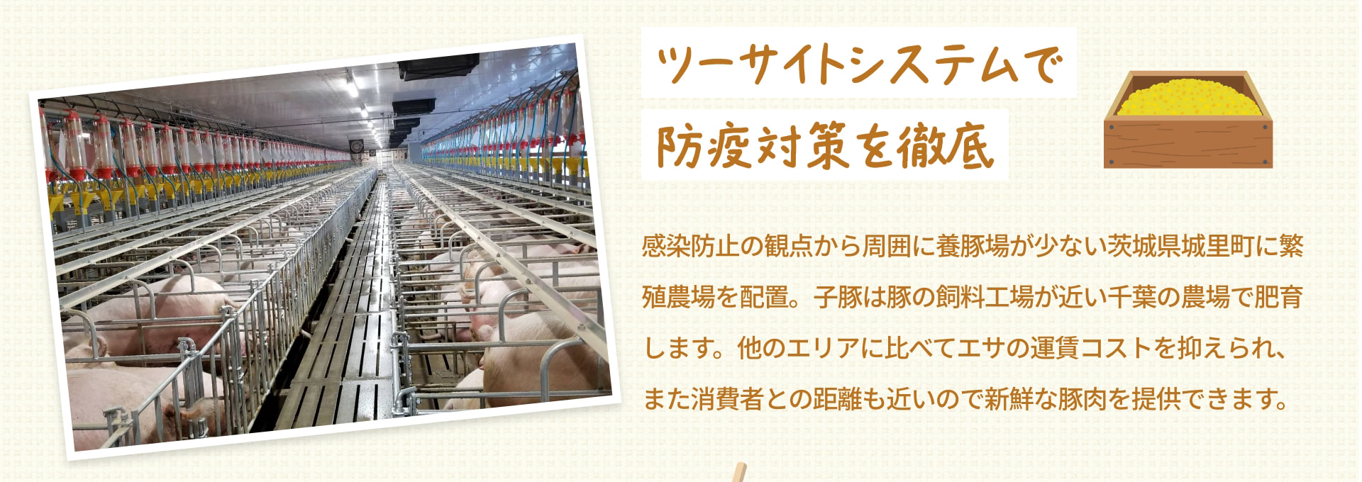 ツーサイトシステムで 防疫対策を徹底 感染防止の観点から周囲に養豚場が少ない茨城県城里町に繁殖農場を配置。子豚は豚の飼料工場が近い千葉の農場で肥育します。他のエリアに比べてエサの運賃コストを抑えられ、また消費者との距離も近いので新鮮な豚肉を提供できます。