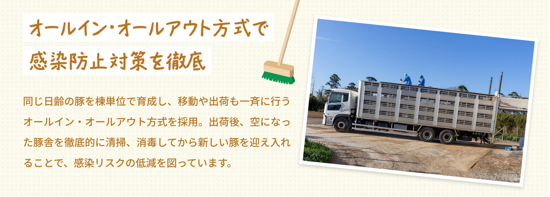 オールイン・オールアウト方式で感染防止対策を徹底 同じ日齢の豚を棟単位で育成し、移動や出荷も一斉に行うオールイン・オールアウト方式を採用。出荷後、空になった豚舎を徹底的に清掃、消毒してから新しい豚を迎え入れることで、感染リスクの低減を図っています。