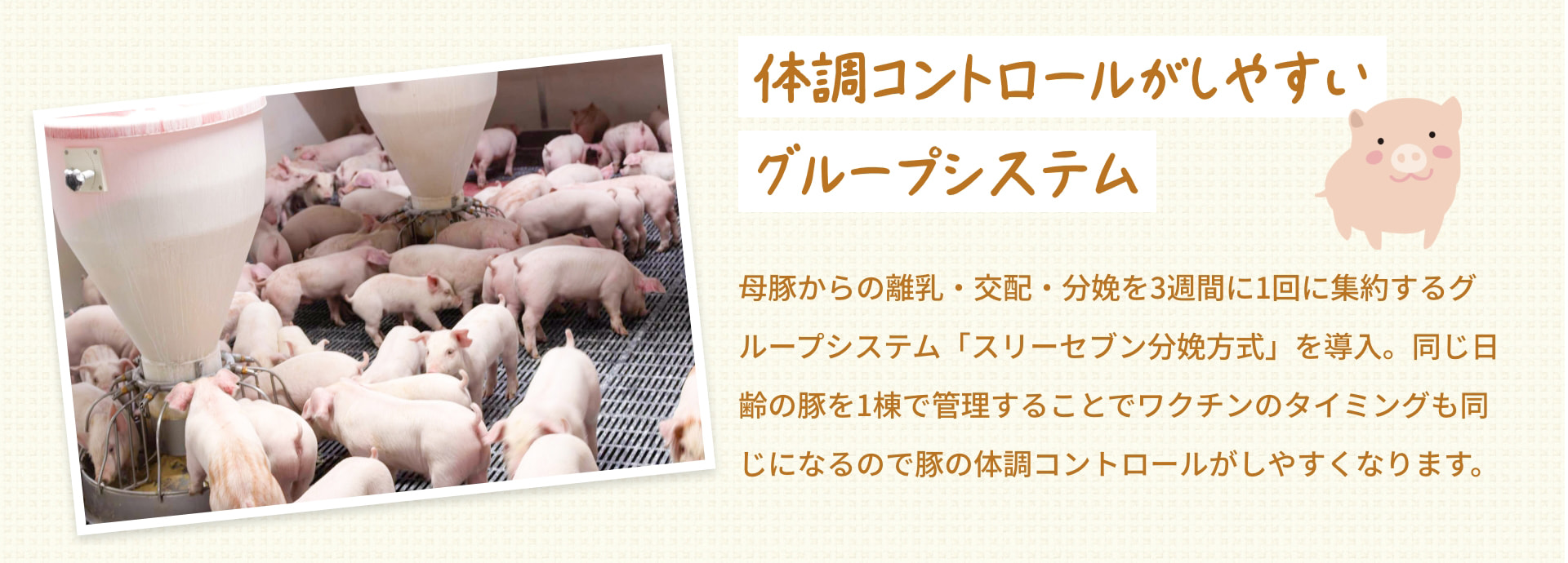 体調コントロールがしやすいグループシステム 母豚からの離乳・交配・分娩を3週間に1回に集約するグループシステム「スリーセブン分娩方式」を導入。同じ日齢の豚を1棟で管理することでワクチンのタイミングも同じになるので豚の体調コントロールがしやすくなります。