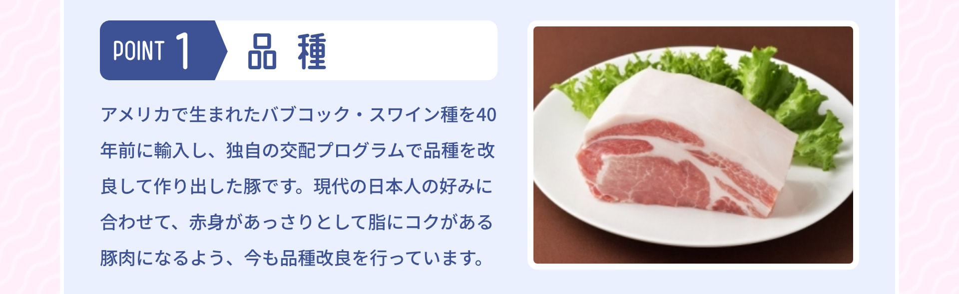 POINT 1 品種 アメリカで生まれたバブコック・スワイン種を40年前に輸入し、独自の交配プログラムで品種を改良して作り出した豚です。現代の日本人の好みに合わせて、赤身があっさりとして脂にコクがある豚肉になるよう、今も品種改良を行っています。