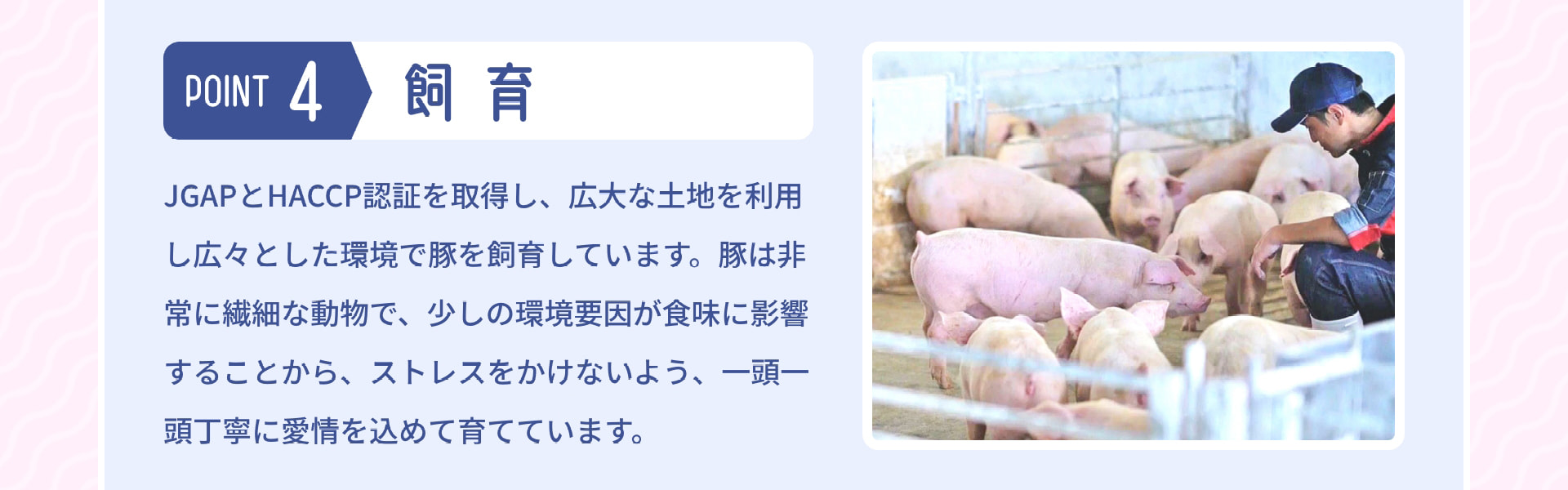 POINT 4 飼育 JGAPとHACCP認証を取得し、広大な土地を利用し広々とした環境で豚を飼育しています。豚は非常に繊細な動物で、少しの環境要因が食味に影響することから、ストレスをかけないよう、一頭一頭丁寧に愛情を込めて育てています。