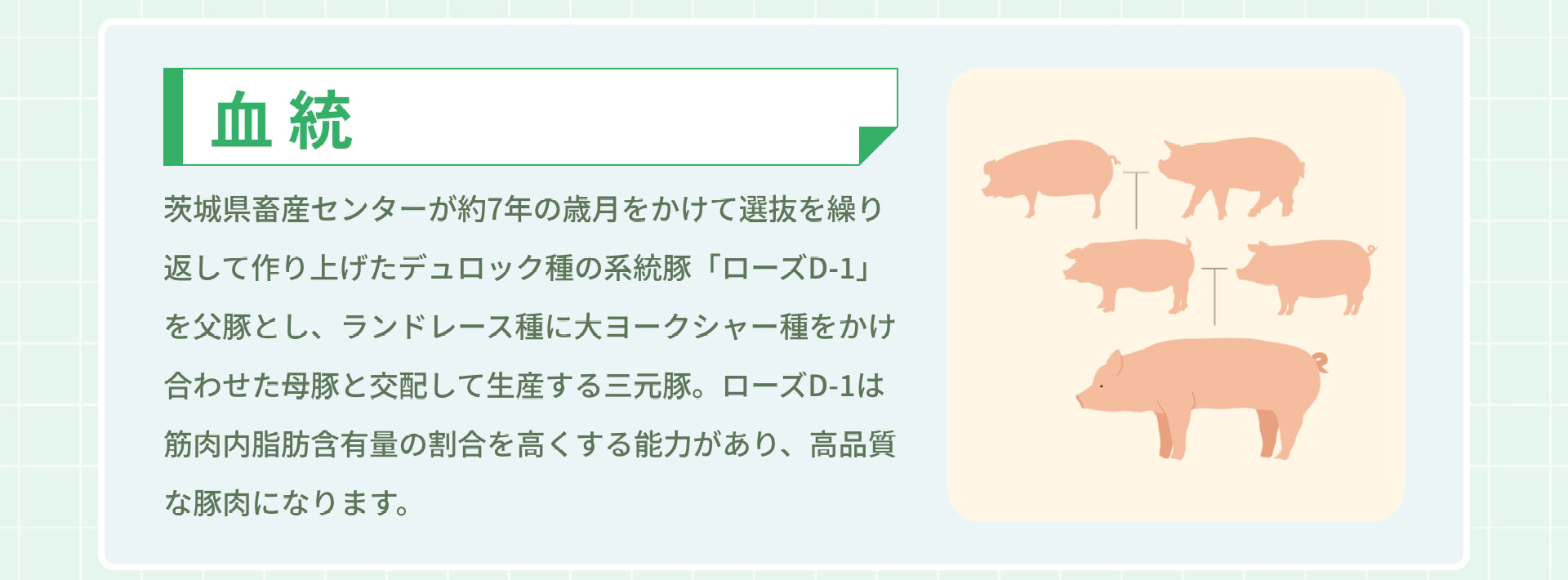 血統 茨城県畜産センターが約7年の歳月をかけて選抜を繰り返して作り上げたデュロック種の系統豚「ローズD-1」を父豚とし、ランドレース種に大ヨークシャー種をかけ合わせた母豚と交配して生産する三元豚。ローズD-1は筋肉内脂肪含有量の割合を高くする能力があり、高品質な豚肉になります。