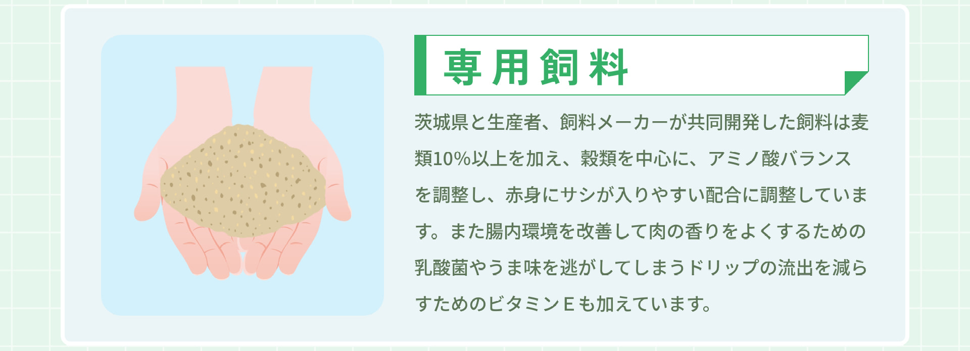専用飼料 茨城県と生産者、飼料メーカーが共同開発した飼料は麦類10％以上を加え、穀類を中心に、アミノ酸バランスを調整し、赤身にサシが入りやすい配合に調整しています。また腸内環境を改善して肉の香りをよくするための乳酸菌やうま味を逃がしてしまうドリップの流出を減らすためのビタミンＥも加えています。