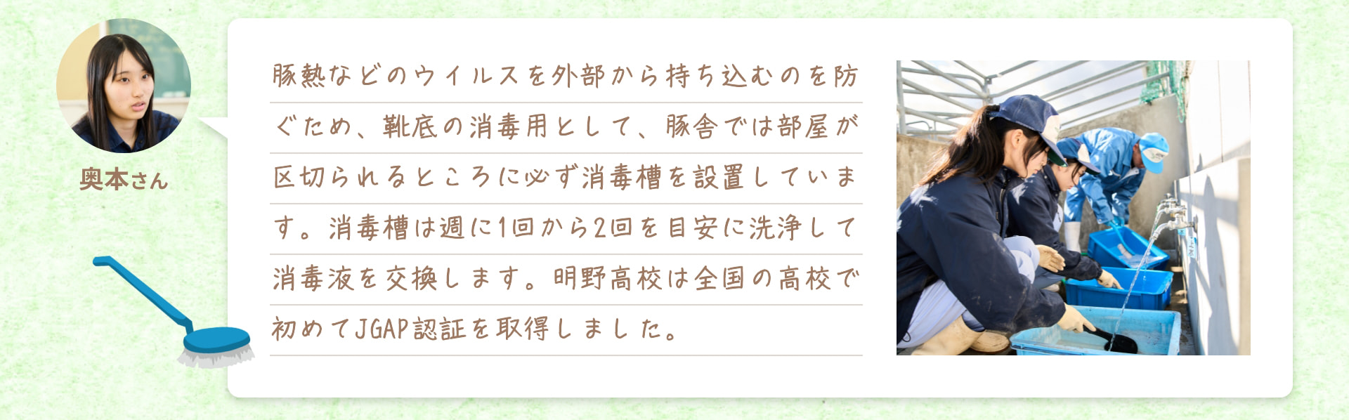 豚熱などのウイルスを外部から持ち込むのを防ぐため、靴底の消毒用として、豚舎では部屋が区切られるところに必ず消毒槽を設置しています。消毒槽は週に1回から2回を目安に洗浄して消毒液を交換します。明野高校は全国の高校で初めてJGAP認証を取得しました。 奥本さん