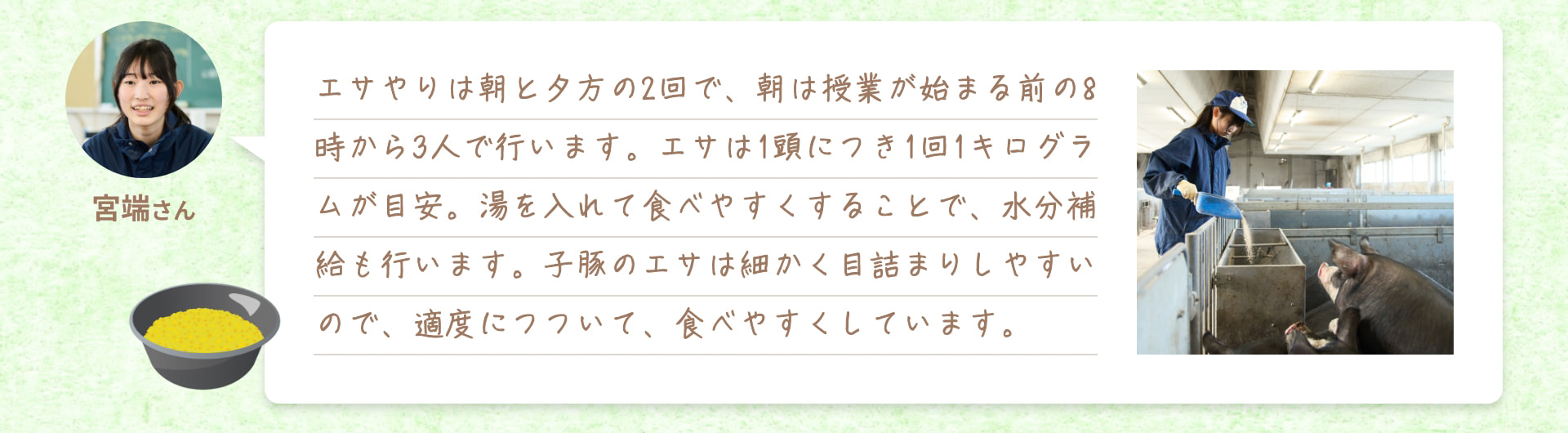 エサやりは朝と夕方の2回で、朝は授業が始まる前の8時から3人で行います。エサは1頭につき1回1キログラムが目安。湯を入れて食べやすくすることで、水分補給も行います。子豚のエサは細かく目詰まりしやすいので、適度につついて、食べやすくしています。 宮端さん