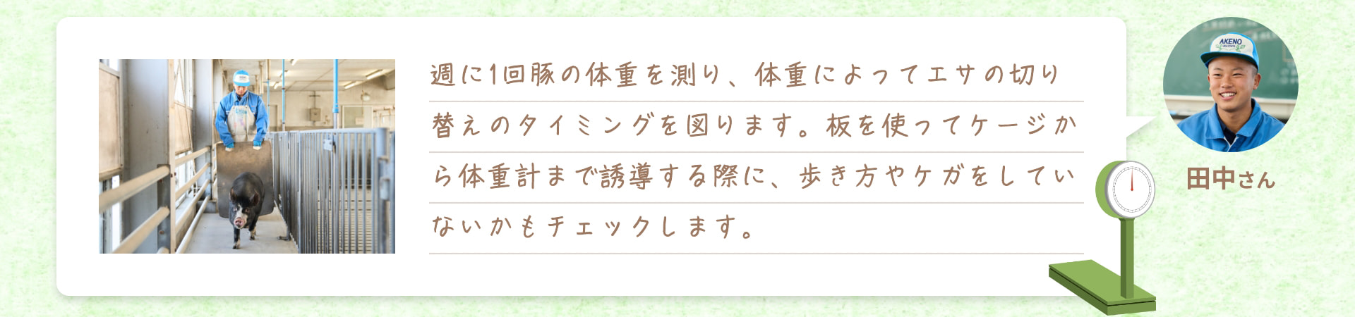 週に1回豚の体重を測り、体重によってエサの切り替えのタイミングを図ります。板を使ってケージから体重計まで誘導する際に、歩き方やケガをしていないかもチェックします。 田中さん