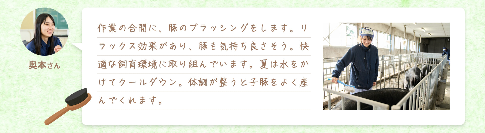 作業の合間に、豚のブラッシングをします。リラックス効果があり、豚も気持ち良さそう。快適な飼育環境に取り組んでいます。夏は水をかけてクールダウン。体調が整うと子豚をよく産んでくれます。 奥本さん