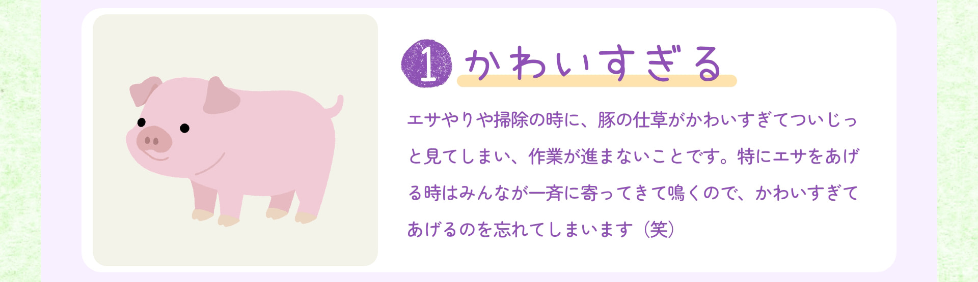 1 かわいすぎる エサやりや掃除の時に、豚の仕草がかわいすぎてついじっと見てしまい、作業が進まないことです。特にエサをあげる時はみんなが一斉に寄ってきて鳴くので、かわいすぎてあげるのを忘れてしまいます（笑）