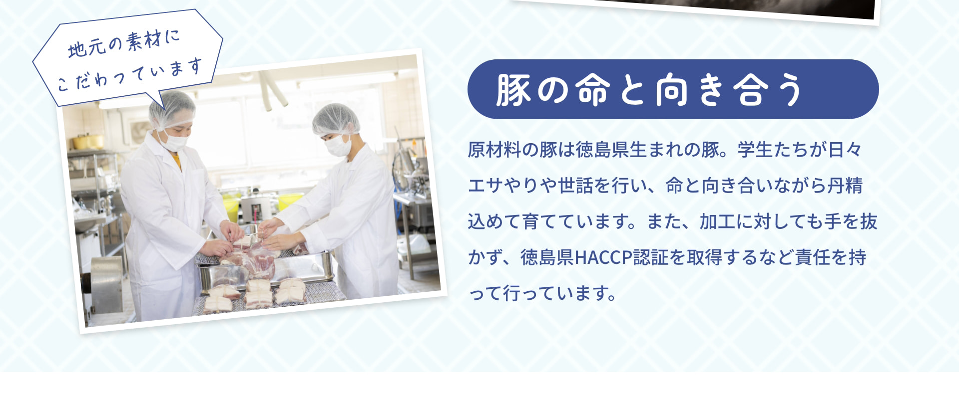 豚の命と向き合う 原材料の豚は徳島県生まれの豚。学生たちが日々エサやりや世話を行い、命と向き合いながら丹精込めて育てています。また、加工に対しても手を抜かず、徳島県HACCP認証を取得するなど責任を持って行っています。 地元の素材にこだわっています