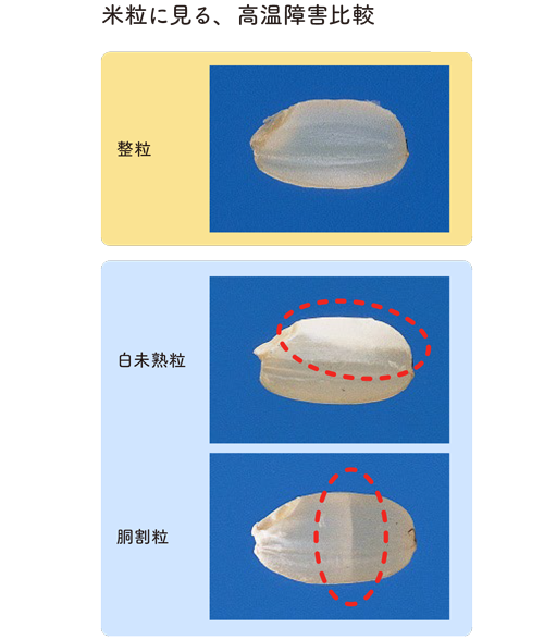 米粒に見る、高温障害比較の図
