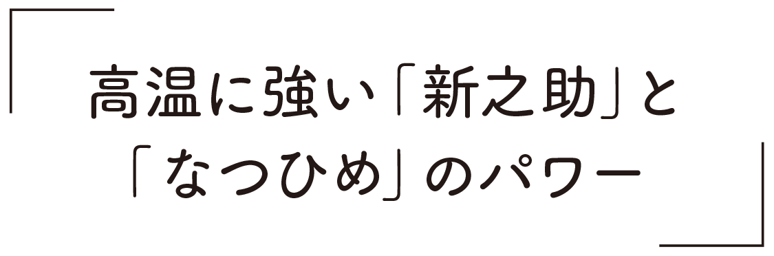 高温に強い「新之助」と「なつひめ」のパワー